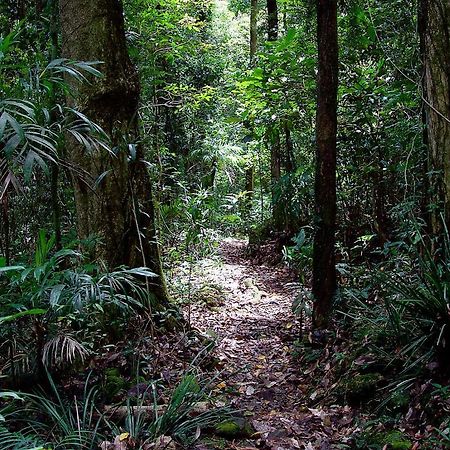 Springbrook Lyrebird Retreat Villa Buitenkant foto