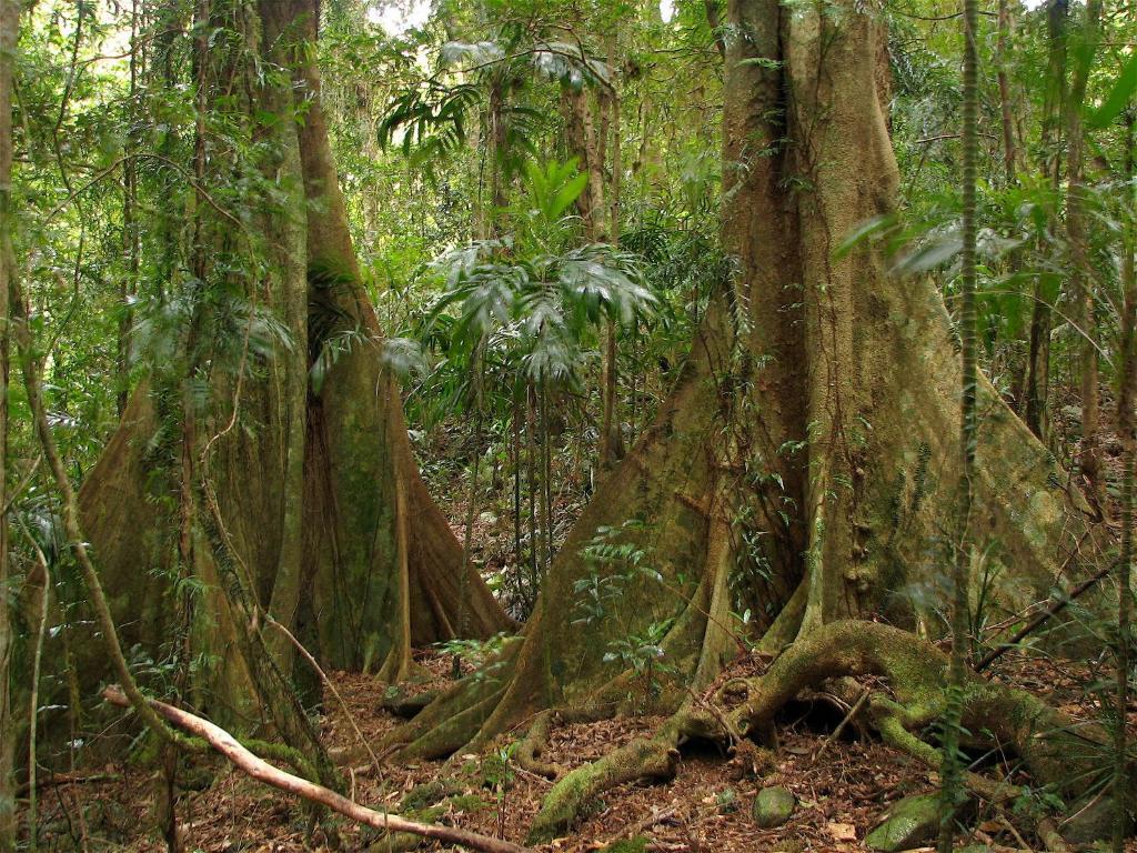 Springbrook Lyrebird Retreat Villa Buitenkant foto