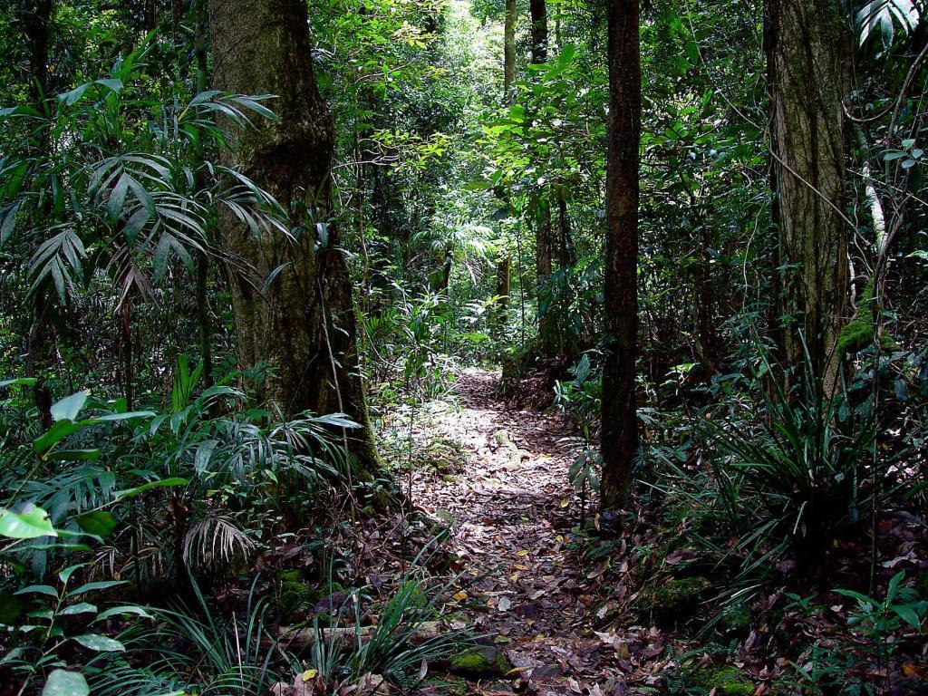 Springbrook Lyrebird Retreat Villa Buitenkant foto