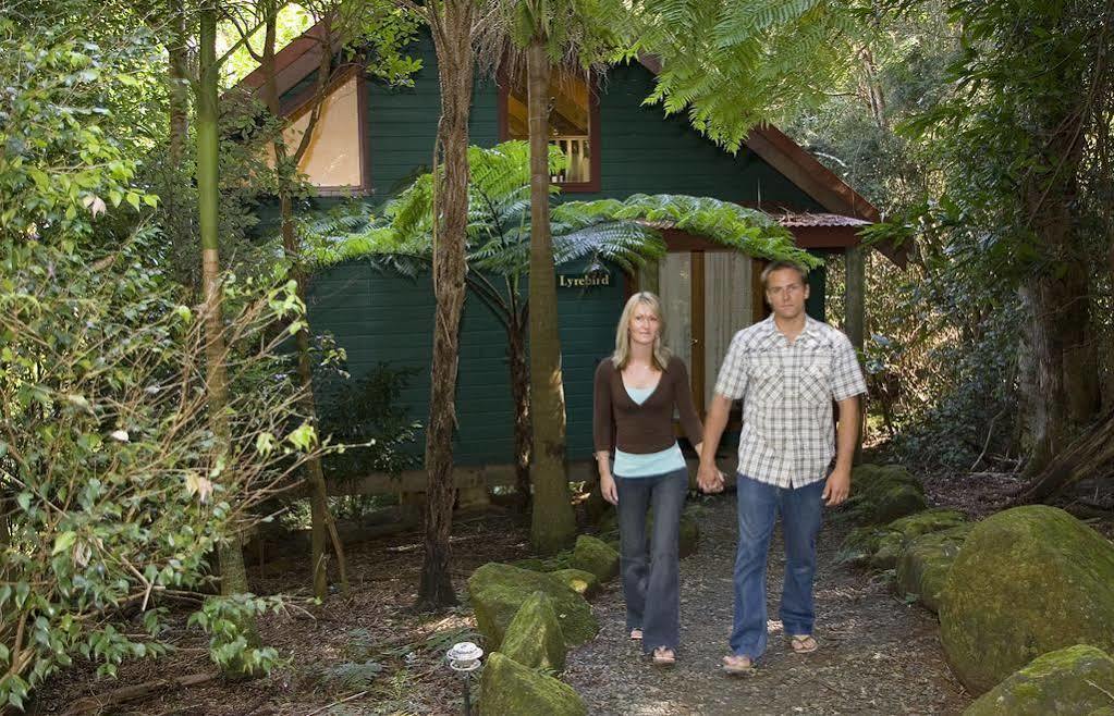 Springbrook Lyrebird Retreat Villa Buitenkant foto